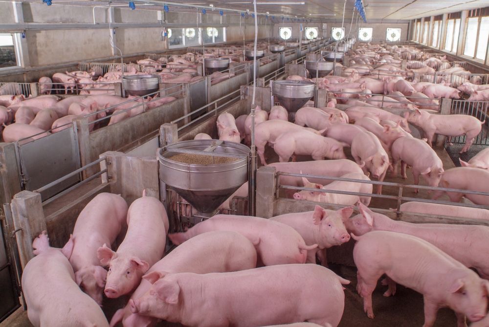 Criza prețurilor la porc lovește fermierii
