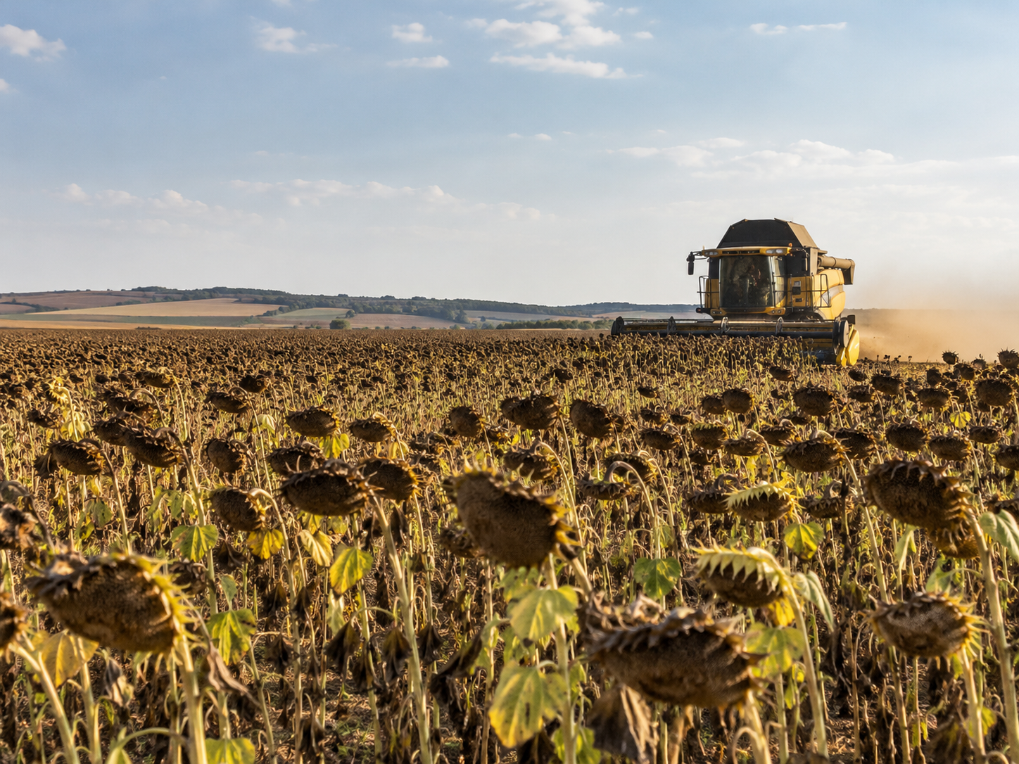 România domină piața europeană a florii-soarelui! Producția crește spectaculos, dar fermierii se confruntă cu o nouă provocare