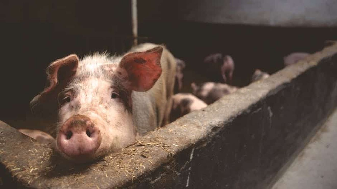 Reguli noi pentru crescătorii de porci! Parlamentul a votat legea care schimbă condițiile de transport, despăgubire și control